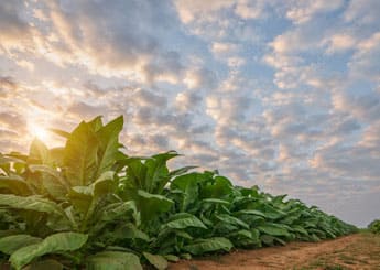 meilleurs e-liquides fruités