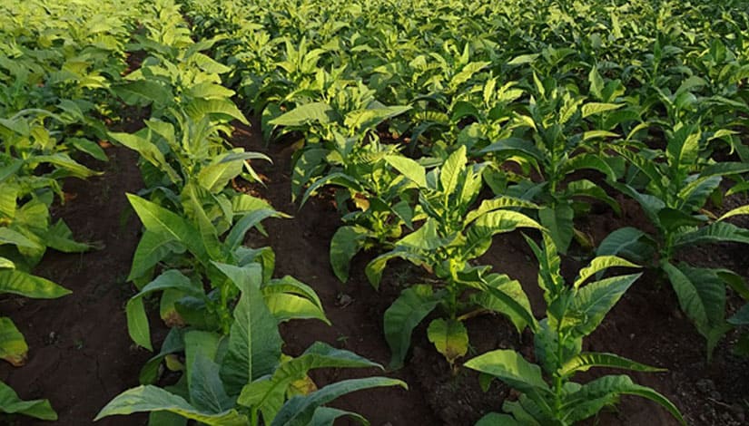 Comprendre la nicotine : rôle, fabrication et utilisation dans les e-liquides